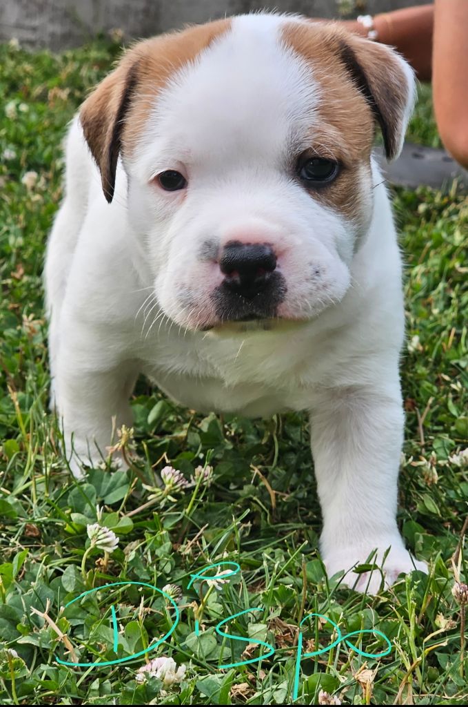 du mazet - Chiots disponibles - Staffordshire Bull Terrier