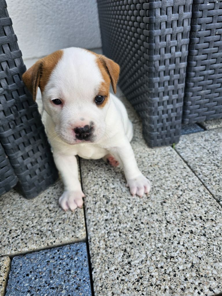 du mazet - Chiots disponibles - Staffordshire Bull Terrier