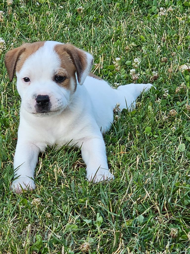 du mazet - Chiots disponibles - Staffordshire Bull Terrier