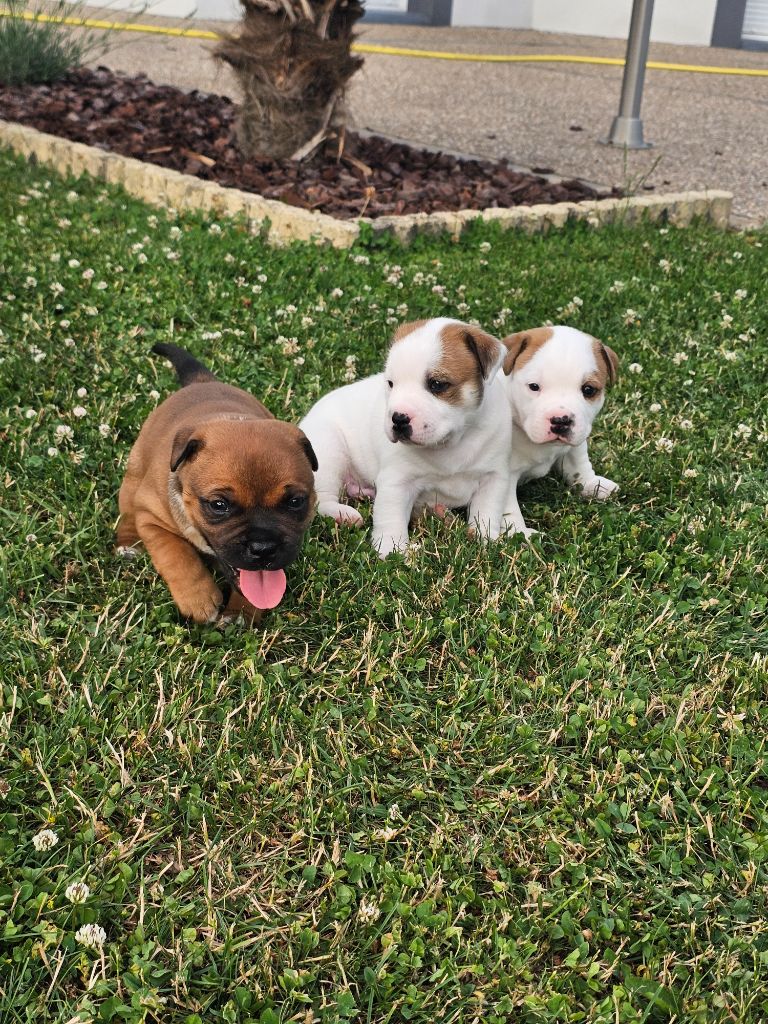 Chiot Staffordshire Bull Terrier du mazet