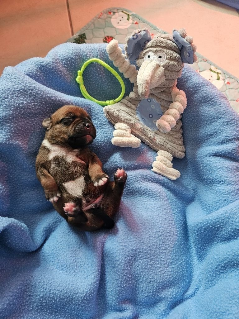 du mazet - Chiots disponibles - Staffordshire Bull Terrier