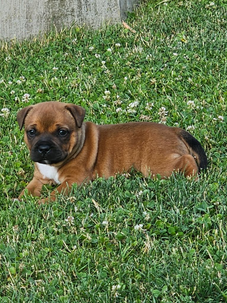 du mazet - Chiots disponibles - Staffordshire Bull Terrier