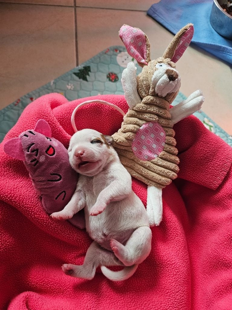 du mazet - Chiots disponibles - Staffordshire Bull Terrier
