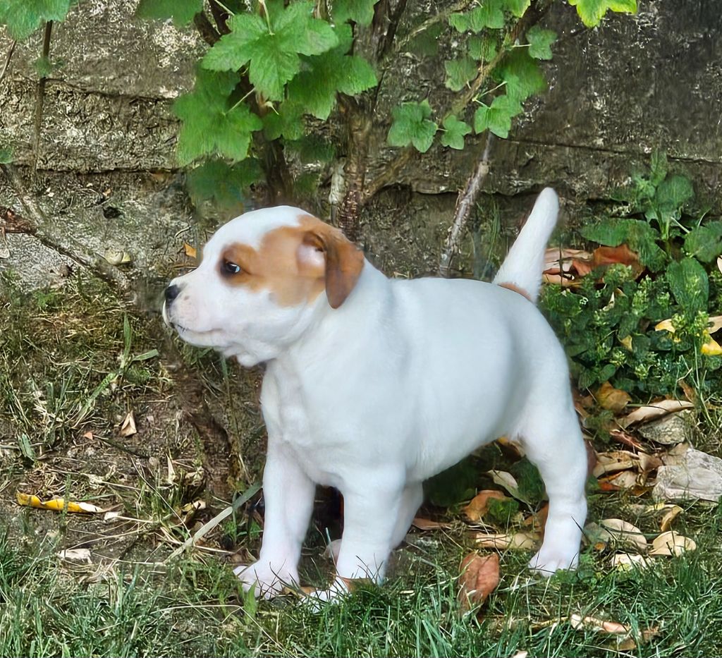 du mazet - Chiots disponibles - Staffordshire Bull Terrier